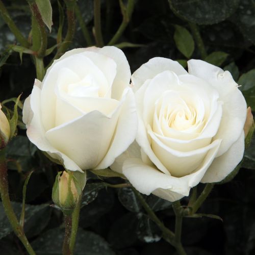 Rosa  Schneewittchen® - bílá - Stromkové růže, květy kvetou ve skupinkách - stromková růže s keřovitým tvarem koruny